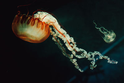 Close-up of jellyfish against black background