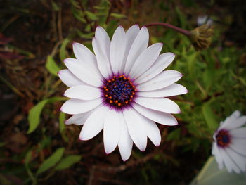 Close-up of pink flower blooming outdoors