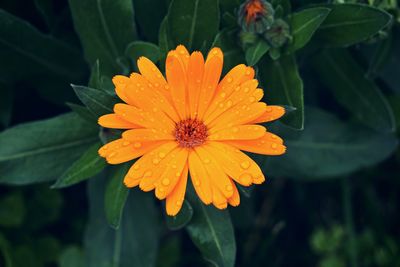 Close-up of wet orange flower blooming outdoors