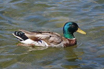 Duck swimming in a lake