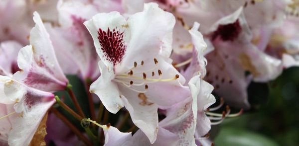 Close-up of pink cherry blossoms