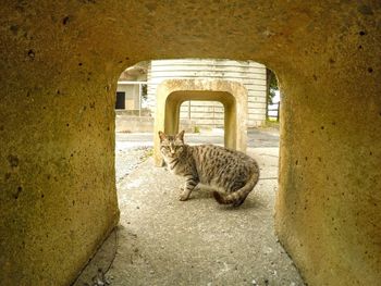 Portrait of cat looking through arch