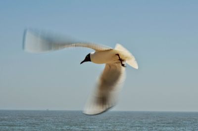 Bird flying over sea against clear sky