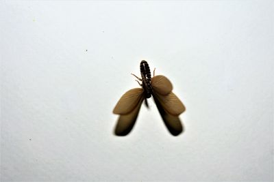 Close-up of insect on flower over white background