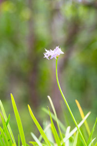 Close-up of small plant growing on field