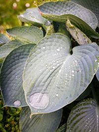 Close-up of wet leaves on rainy day