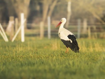 Bird on a land