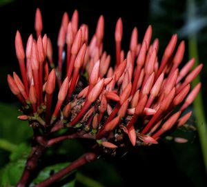 Close-up of red flowers blooming outdoors