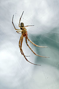 Close-up of spider on web