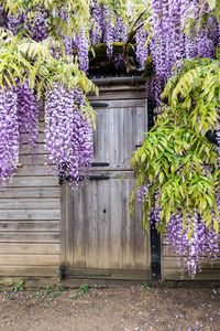 Purple flowering plants by building