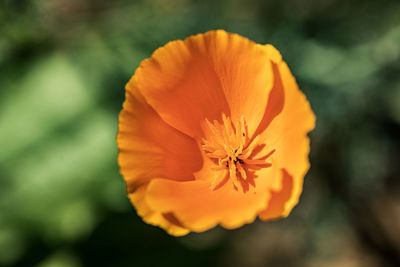 Close-up of orange flower