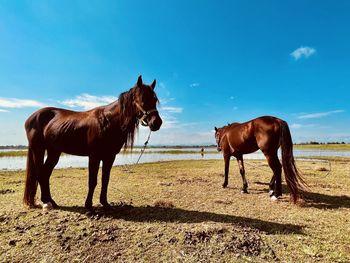 Horses are ready for the trail along the lake today.