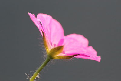 Close-up of pink flower against white background