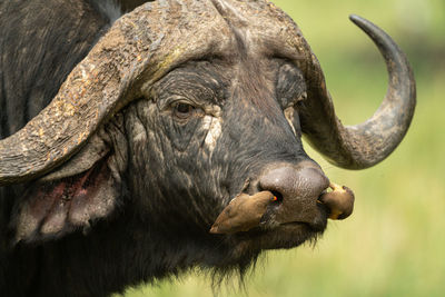 Two yellow-billed oxpeckers clean cape buffalo nostrils