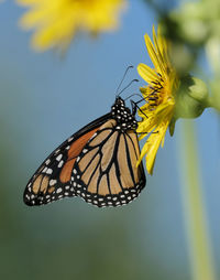 Close-up of butterfly pollinating on flower