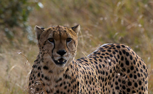 Portrait of cheetah by plants