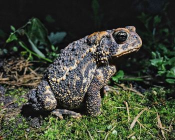 Close-up of frog on field