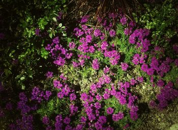 Close-up of purple flowers