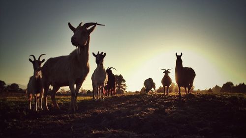 Goats on field against clear sky