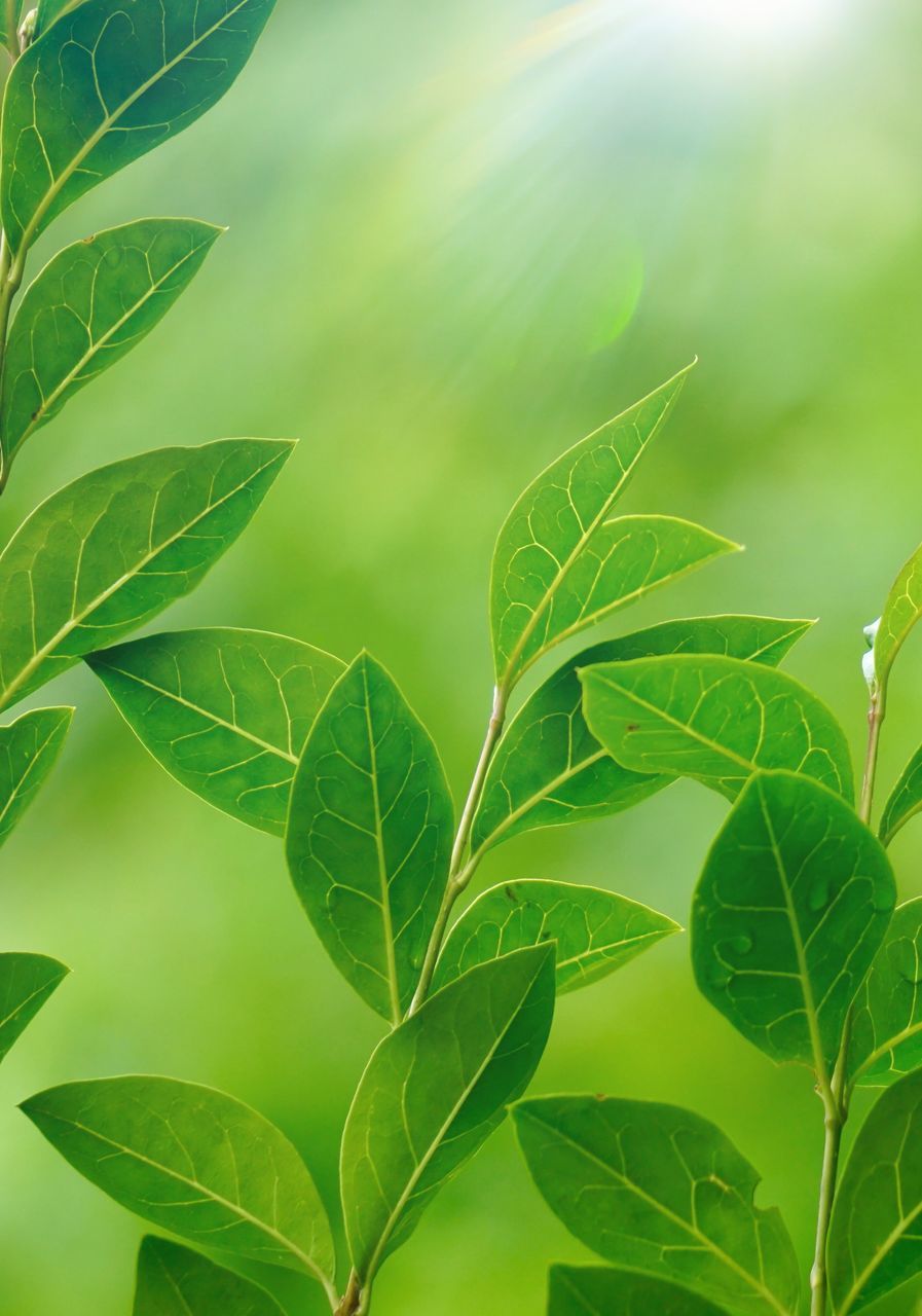 CLOSE-UP OF FRESH GREEN LEAVES ON PLANT