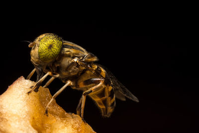 Extreme close-up of horse-fly on fruit against black background