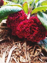 Close-up of red flowers
