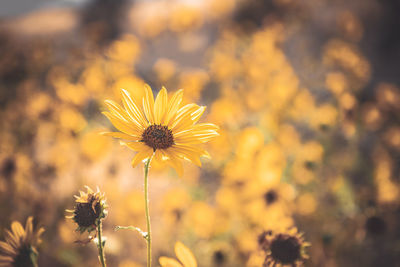 Close-up of yellow flowering plant on field