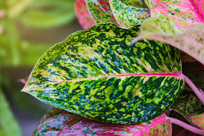 Close-up of fresh green leaves