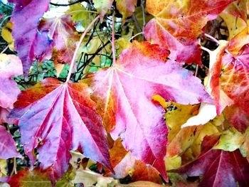 Close-up of multi colored autumn leaves