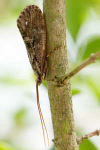 Close-up of tree trunk