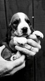 Close-up of hand holding puppy