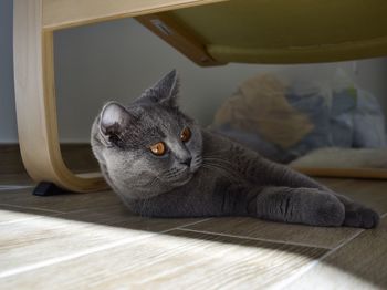 Portrait of cat relaxing on floor