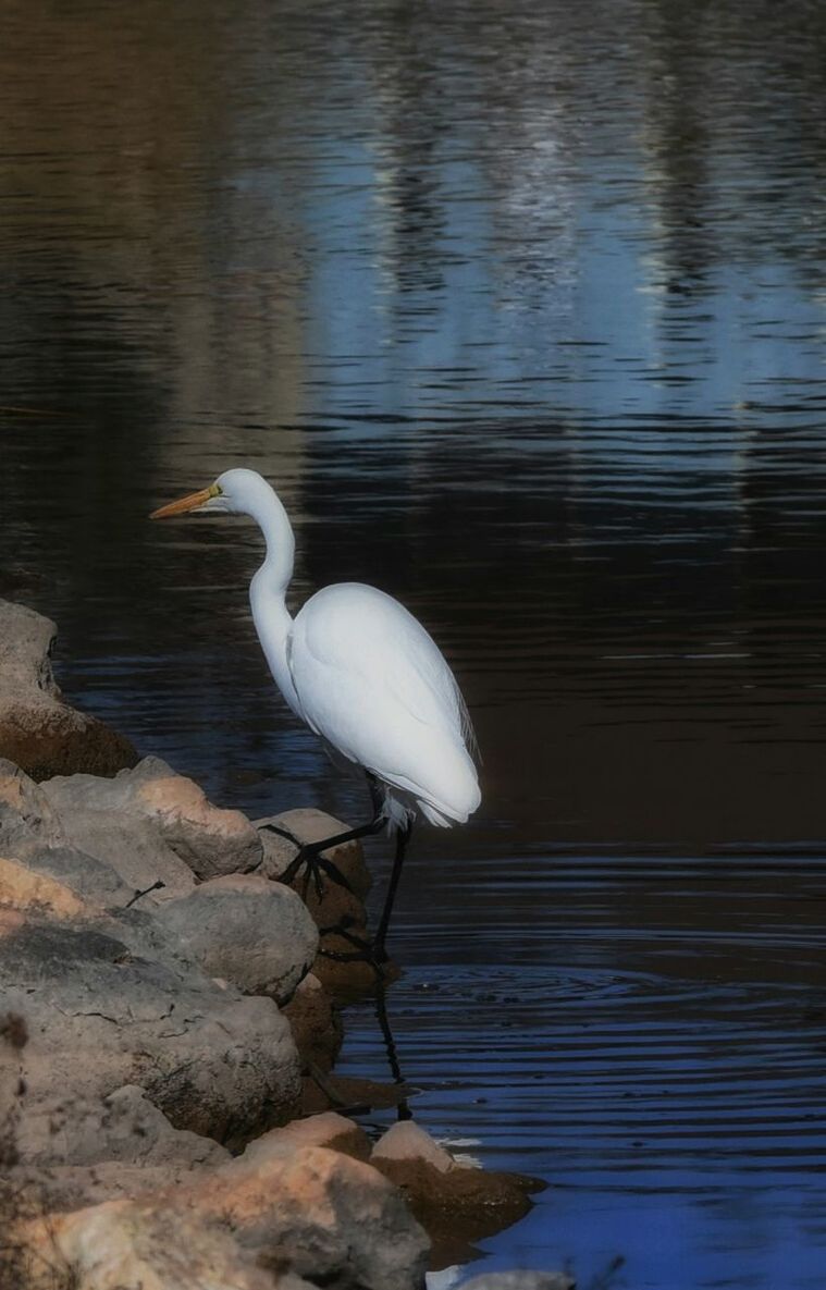 BIRD PERCHING ON WATER