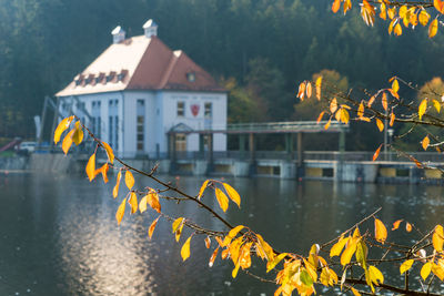 Yellow flowers by lake against building