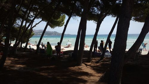 Trees on beach against sky