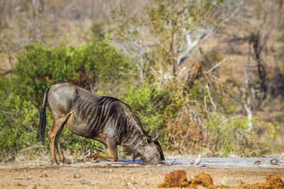 Side view of a horse drinking water