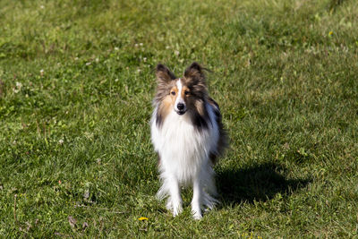 Gorgeous shy-looking mahogany sable shetland sheepdog  standing in lawn