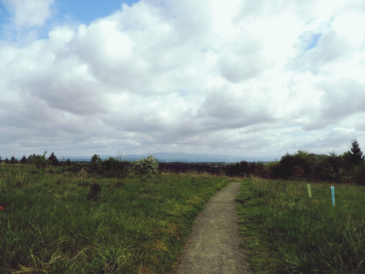 sky, grass, cloud - sky, tranquility, the way forward, tranquil scene, cloudy, landscape, tree, field, cloud, nature, scenics, beauty in nature, growth, grassy, dirt road, green color, diminishing perspective, plant