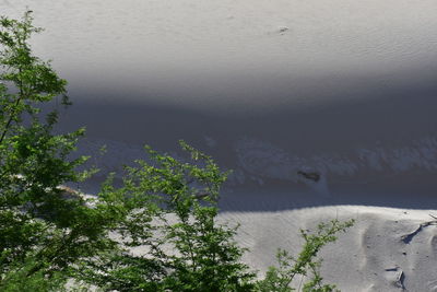 High angle view of sea and trees