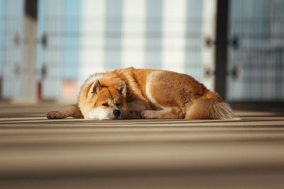 Dog sleeping on floor at home