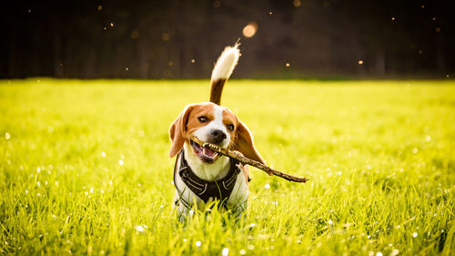 Portrait of dog running on field