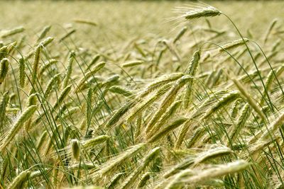 Close-up of wheat growing on field