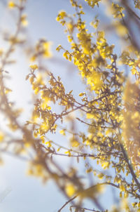 Low angle view of flowering plant against sky