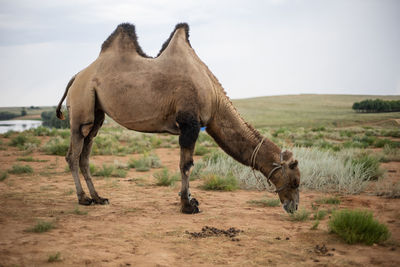 Lonely camel stands in the desert where there is grass in summer in the heat