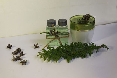 High angle view of plant on table against wall