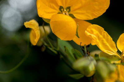 Close-up of yellow flowering plant