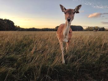 Portrait of horse standing on field against sky