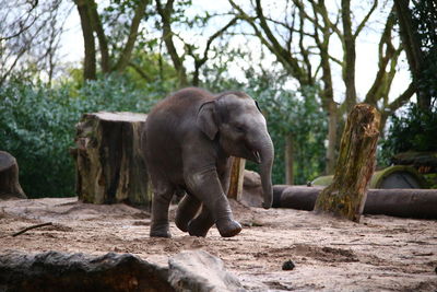 View of elephant calf