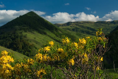 Yellow flowering plants on field against mountains. beautiful mountains. chechnya