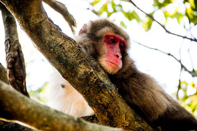 Low angle view of monkey sitting on tree
